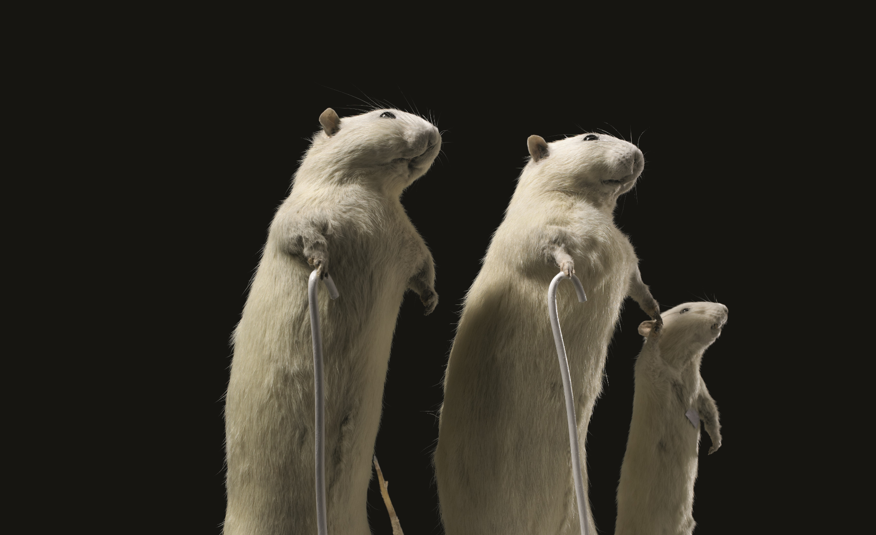 Das Jüdische Museum Wien, ein Museum der Wien Holding, zeigt bis 29. September die Ausstellung „Die letzten Tage der Demokratie“ mit Werken von Deborah Sengl und Texten von Lydia Haider.